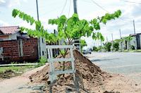 replantio_complexo_aluizio_campus_cg_fabiana_veloso-9-copia.jpg