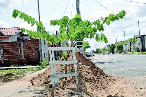 replantio_complexo_aluizio_campus_cg_fabiana_veloso-9-copia.jpg