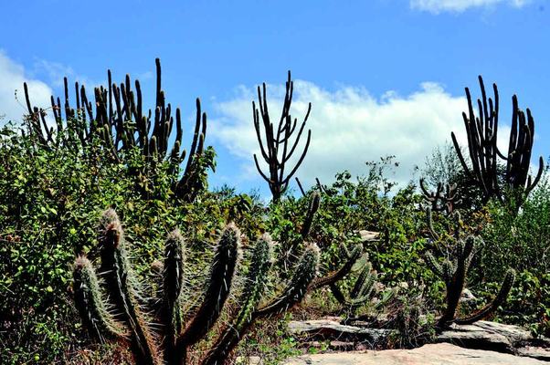 Estudo mapeia áreas vulneráveis