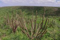 vegetacao-caatinga.jpg