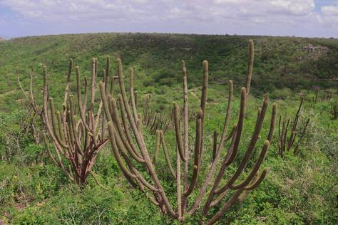 vegetacao-caatinga.jpg