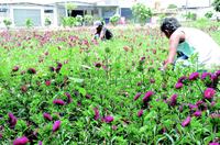 venda-de-flores-na-empasa-fotos-evandro-3.jpg