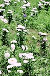 venda-de-flores-na-empasa-fotos-evandro-46.jpg