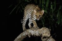 very-rare-ocelot-night-brazilian-jungle.jpg