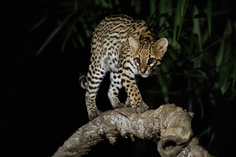 very-rare-ocelot-night-brazilian-jungle.jpg