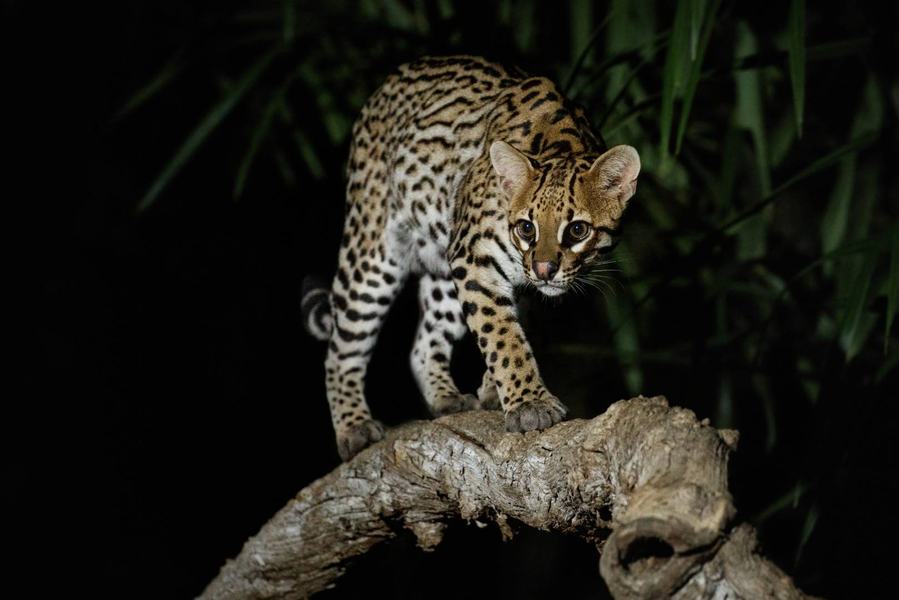very-rare-ocelot-night-brazilian-jungle.jpg
