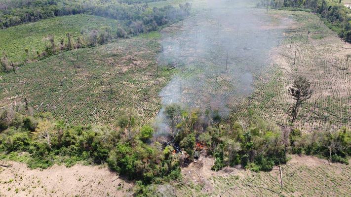 PF erradica milhares de pés de maconha no Cariri